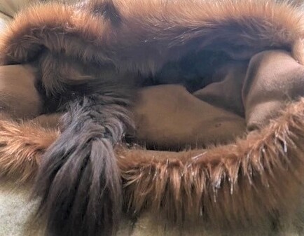 Red Fox Snuggle Sac