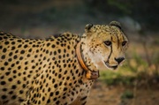 Cheetah Faux Fur Throws